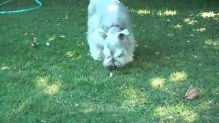 Mr. Buddy Rose, Princess Mollie Pollie & Miss Ellie Belly.wmv