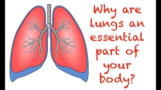Download Lagu Why are lungs an essential part of your body MP3