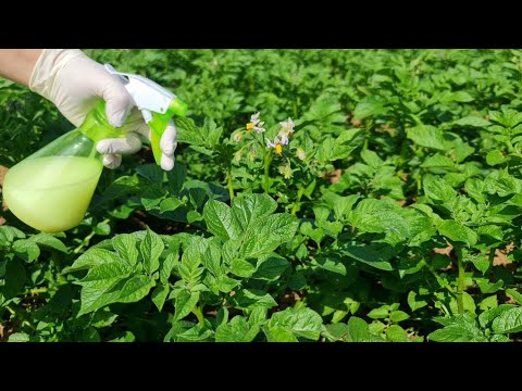 Video: Sīpolu slimības un to kontrole - Sīpolu augus ietekmējošo slimību profilakse