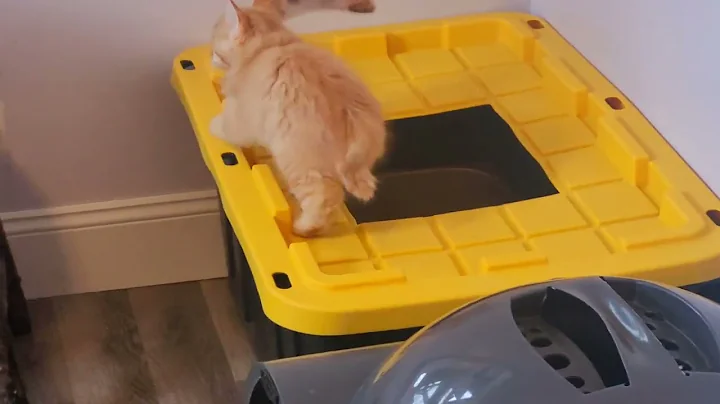 Watch the video about Our Cymric Manx, Manx-Coon, and Manx Ragdoll mixed kittens.