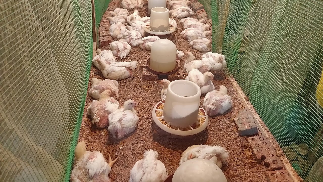 اسرار نجاح تربية الفراخ البيضاء ، دراسة جدوى مشروع تربية ١٠٠ كتكوت ابيض من الاستقبال الى البيع