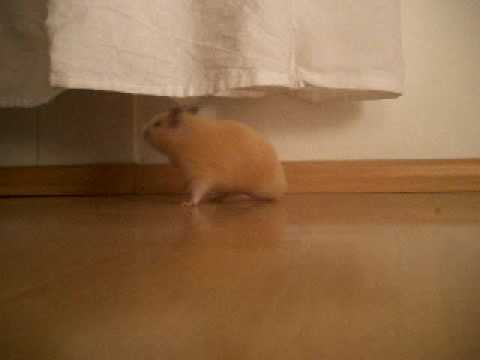 fluffy teddyhamster trys hard