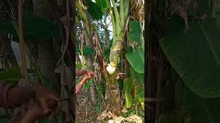 how to cut bananas from banana trees food fruitcutting shorts viral ytshorts