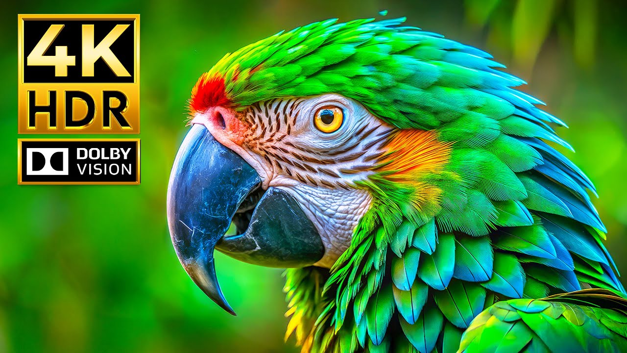 Amazing 4K HDR Animal Video | Exceptional Dolby Vision HDR 4K 60FPS | Cinematic Sound