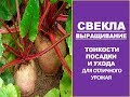 Тонкости посадки свеклы в открытый грунт. Выращивание свеклы.Уход за свеклой/чем подкормить свёклу