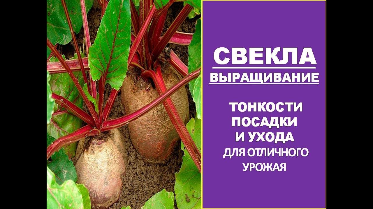 Тонкости посадки свеклы в открытый грунт. Выращивание свеклы.Уход за ...