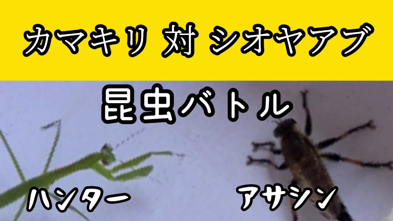 昆虫バトル ハンターカマキリ対暗殺者シオヤアブ Youtube