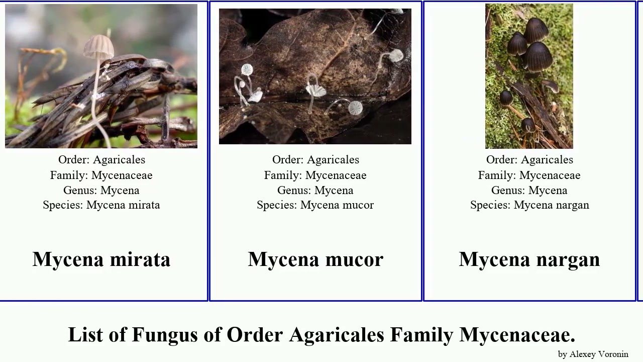 Fungus of Order Agaricales Family Mycenaceae hemimycena xeromphalina favolaschia var alba vulgaris