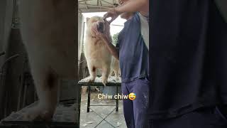chow#grooming #dog
