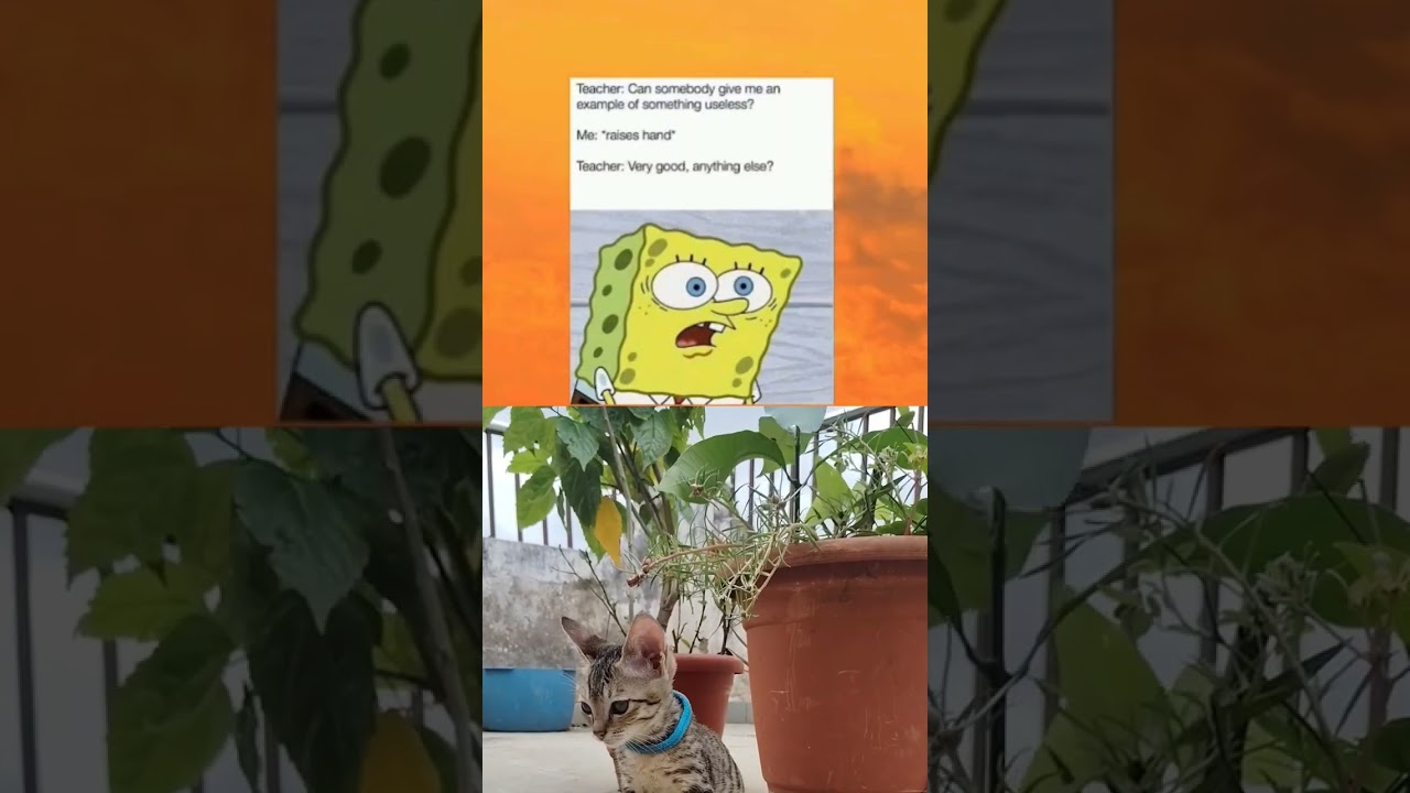 what's the most useless thing ???