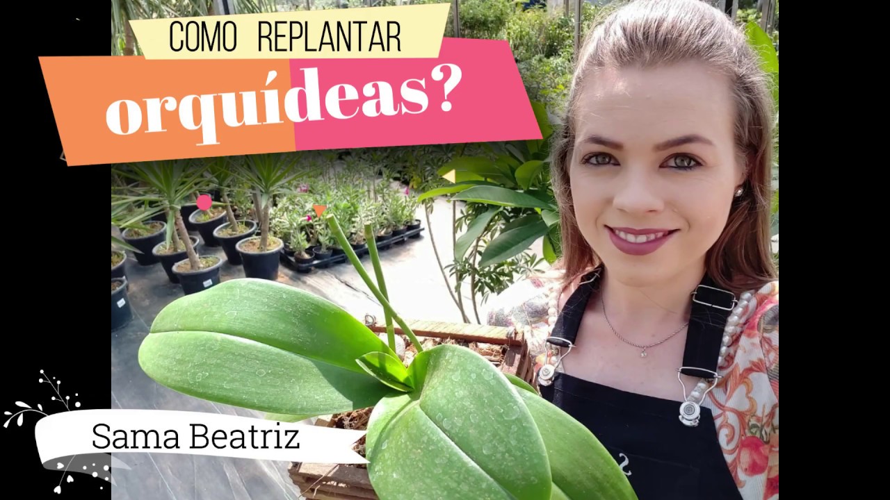 Como Replantar ORQUÍDEAS?