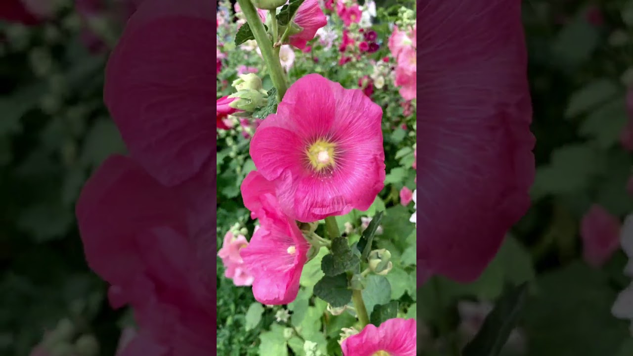 Мальва разноцветная 