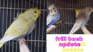 FRILL BACK UPDATE by Pinoy na Aussie pa 590 views 11 months ago 8 minutes, 4 seconds