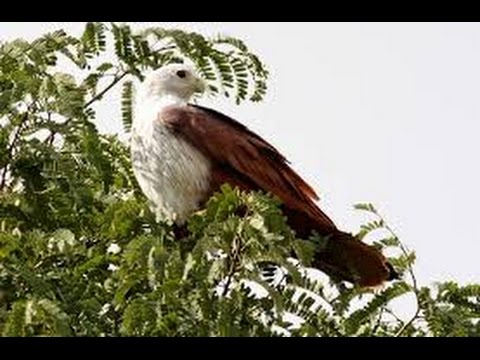 Berburu menangkap burung  di  atas pohon dengan getah dan 