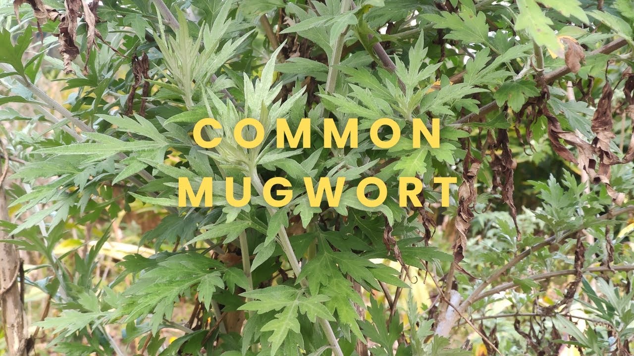 Common Mugwort (Artemisia vulgaris) a common medicinal plants of Sikkim