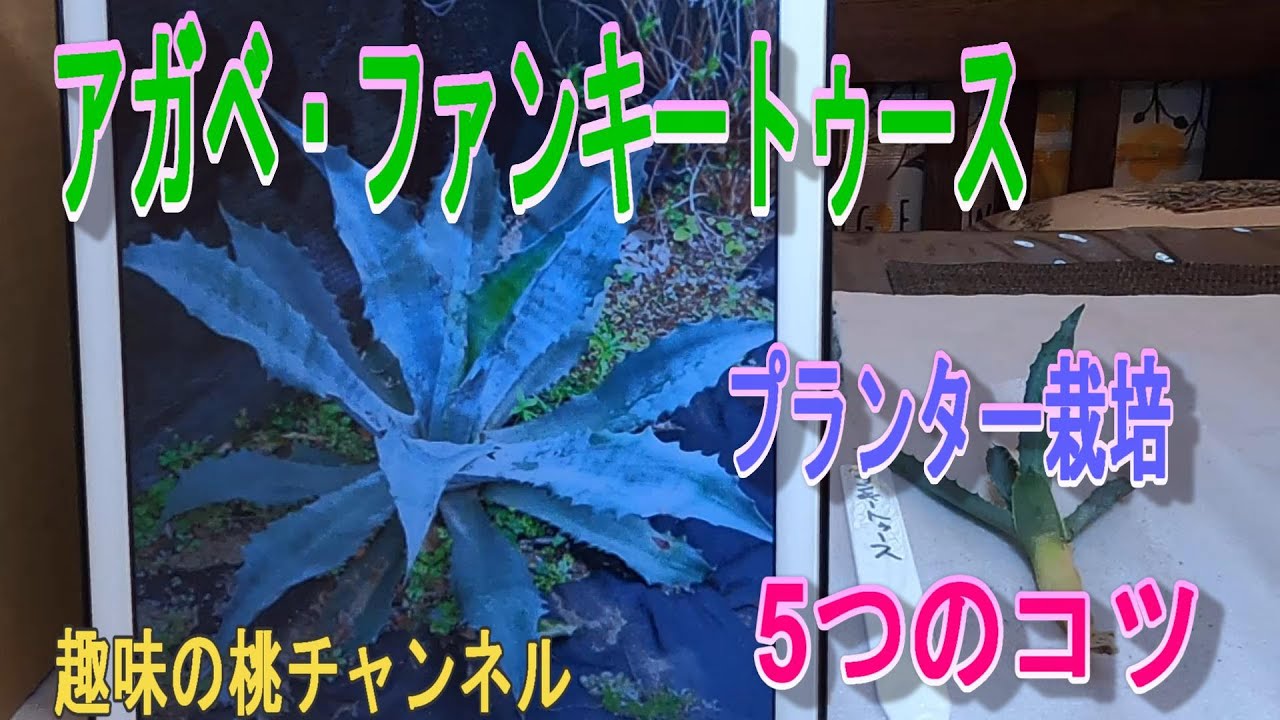 アガベ・ファンキートゥース】プランター栽培 5つのコツ 24/11/13