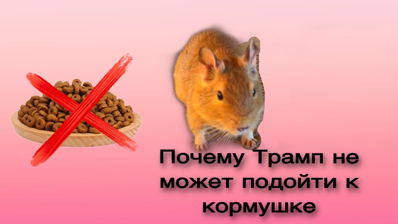 Белки Дегу. Домашние Грызуны - YouTube