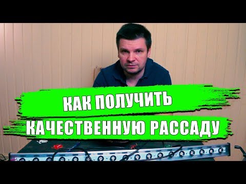 Как вырастить лучшую рассаду томатов и перцев. Качественная фитолампа залог успеха будущего урожая