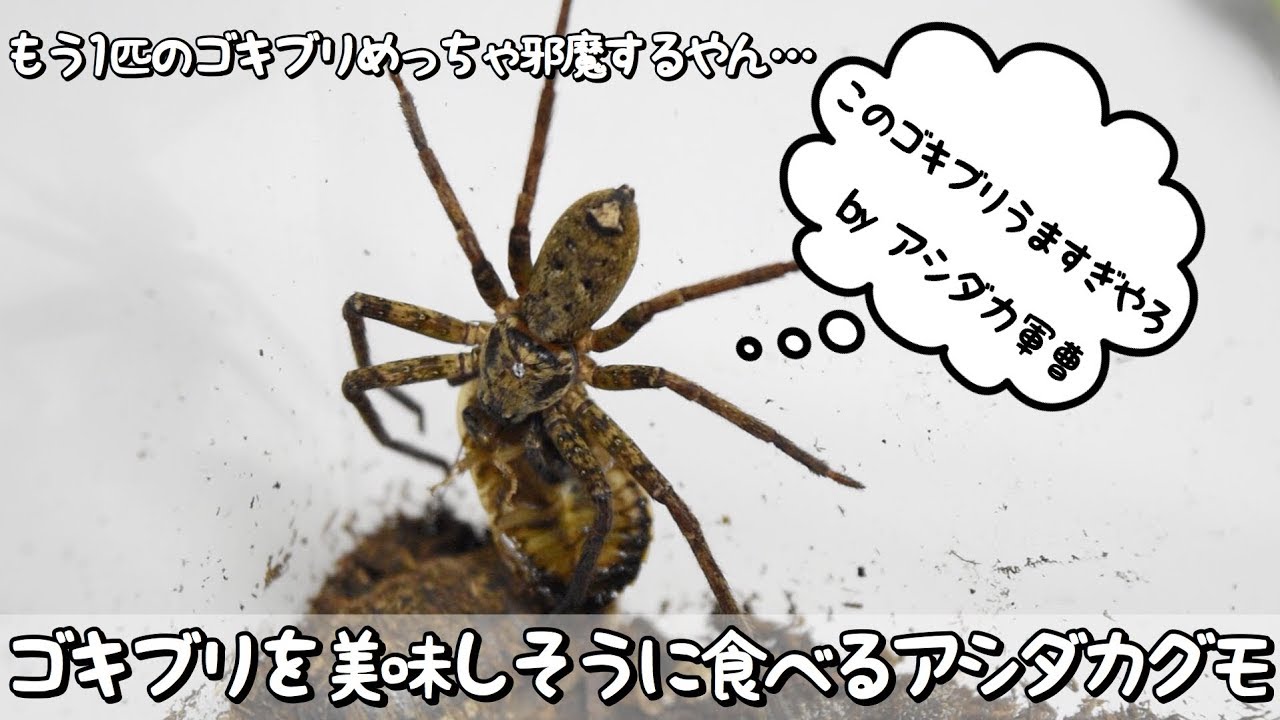 ゴキブリを美味しそうに食べるアシダカグモ Youtube