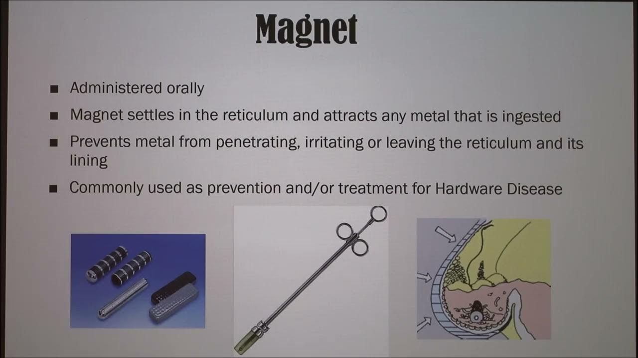 Traumatic Reticuloperitonitis in Cattle Hardware Disease YouTube