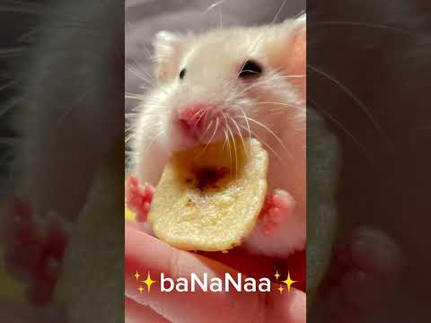 ✨BaNana✨ #hamster #banana #minons #shorts