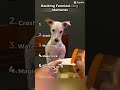 Ranking funniest dog moments