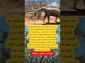 رصد جاموس ضخم ذو قرون عملاقة يشقطريقه عبر الغابة اكسبلور المهاجر معلومات المصحف علم النفس رصد جاموس ضخم ذو قرون عملاقة يشقطريقه عبر الغابة اكسبلور المهاجر معلومات المصحف علم النفس