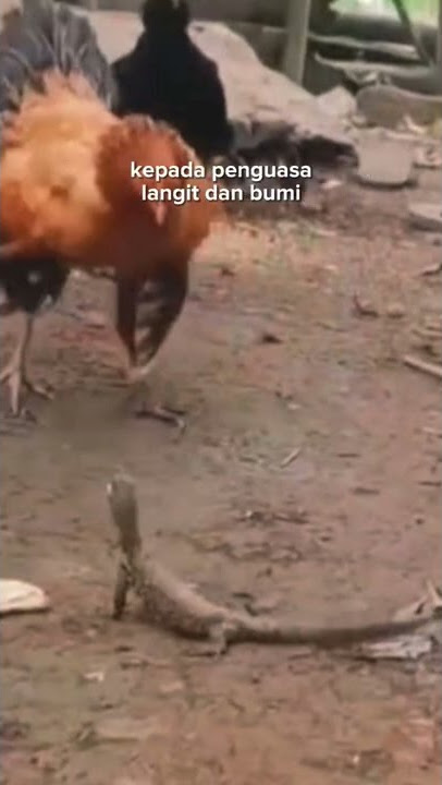 Biawak pusing 7 keliling#shorts