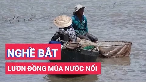 Nghề bắt lươn đồng mùa nước nổi