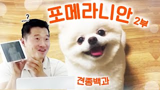 [Instructor Kang's Canine Encyclopedia] Pomeranian Part 2