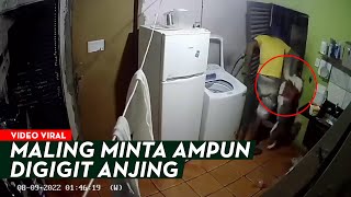 MALING SOK JAGO! Malah Teriak Minta Ampun Digigit Anjing Pemilik Rumah