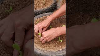 Surprised by the idea of ​​recycling tires into a very beautiful and simple salad garden