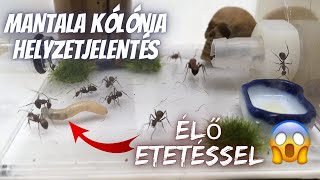 Hangyafalva - mANTala kolónia helyzetjelentés (+ élő etetés)