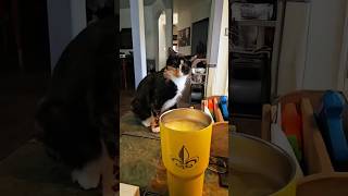 Funny Cats 😺 Episode 42 #Shorts