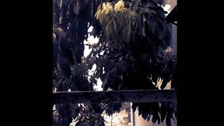 Story' wa hujan pagi