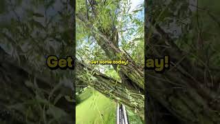 Taking apart some willow this morning!#jobsite #treetec #treeremoval #chainsaw #500i