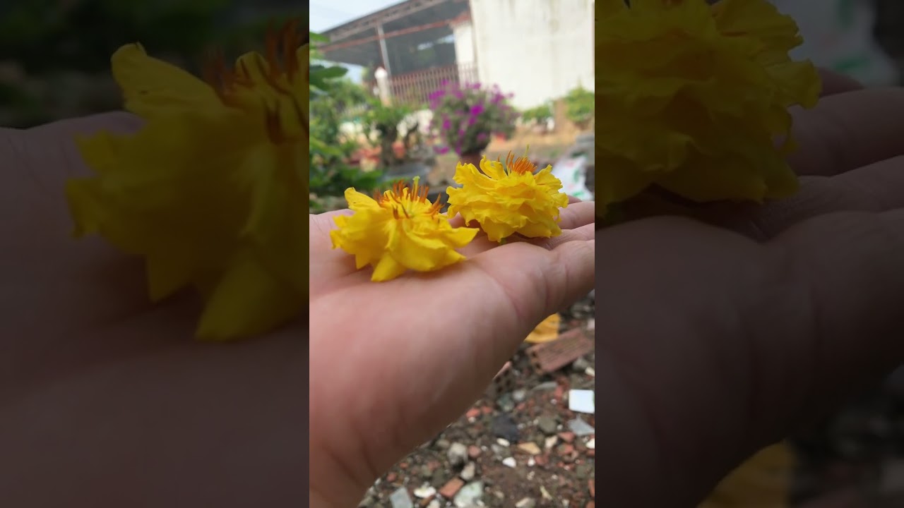 Cúc VIP bông xù tròn hơn cúc bị