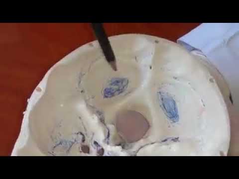 ქალას ფუძე შიგნიდან 2 bassis os cranii int