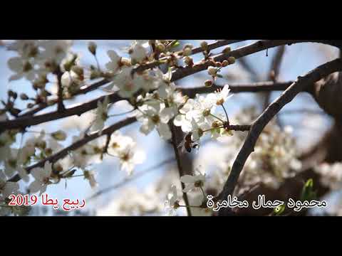 ربيع يطا 2019