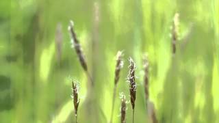 Anthoxanthum odoratum
