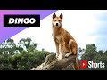 Dingo 🦊 One Of The Cute and Dangero