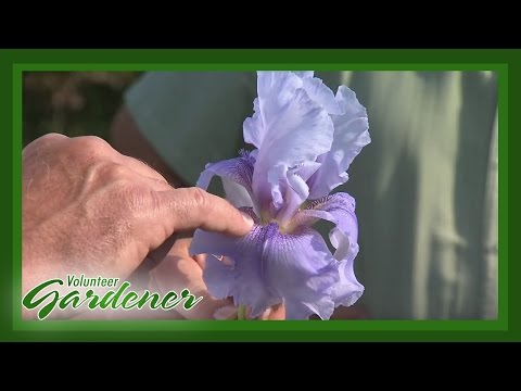 Video: Root Rot In Iris - Pelajari Cara Mengobati Iris Rot In The Garden