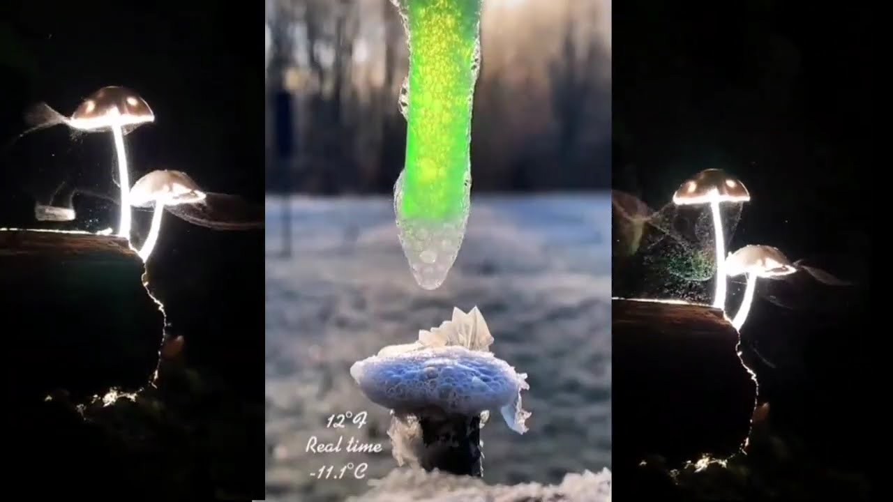 2026 nos adentramos en el año del CABALLO de FUEGO