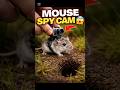 Mounted a Camera on a Mouse 🐭🐁🐭🐁 What It Found Inside the House IsCrazy!