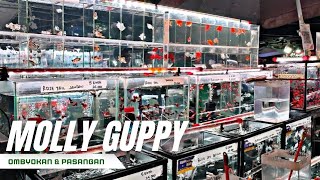READY MOLLY GUPPY OMBYOKAN DAN PASANGAN DILAPAK BANG IMAM PASAR IKAN HIAS JATINEGARA 