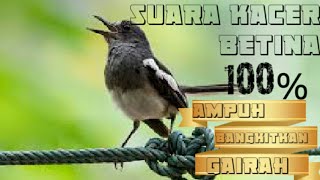 [TRAPY KACER] SUARA PANCINGAN KACER BETINA