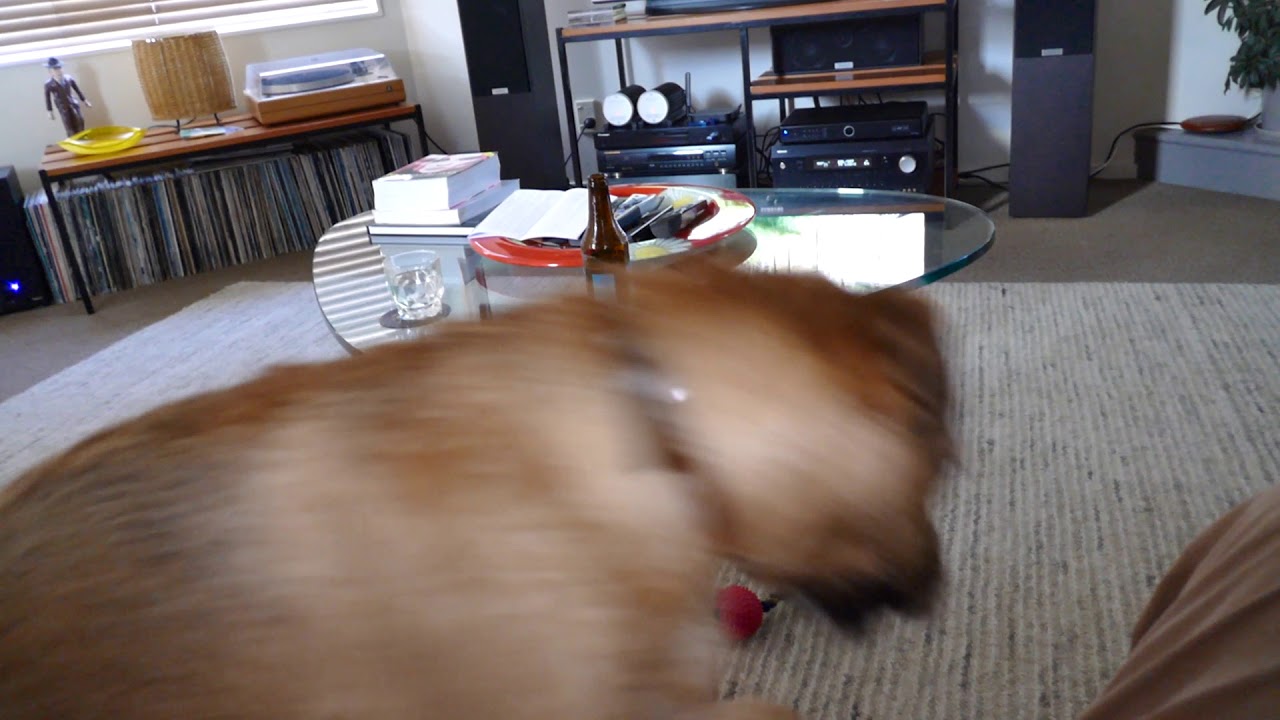 Nessie the Border Terrier barks when asked if she is a BT.