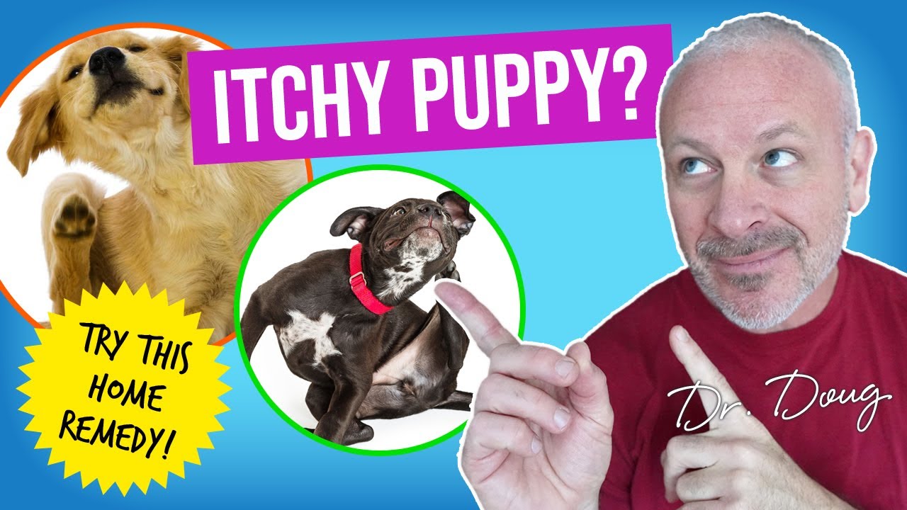 How to treat * RASHES * in DOGS with APPLE CIDER VINEGAR! YouTube