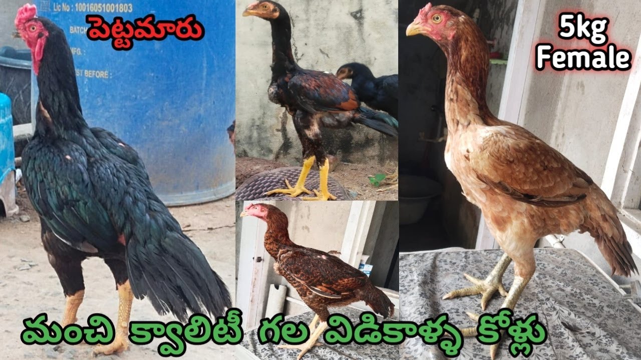 Nellore Berasa Pettamaru Punju||2 Chicks & Double Body Pettalu||9581812420||Pure Vidikalla Kollu||
