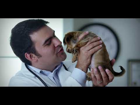 Veteriner Hekimler Günü | Lider Pet Food